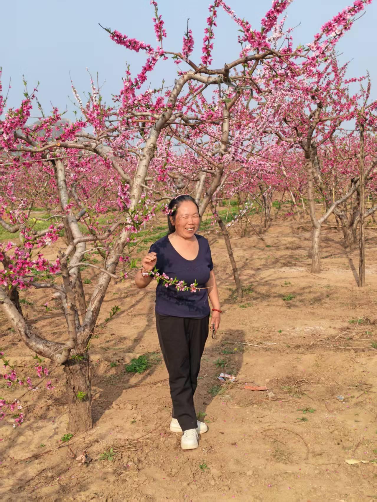春日生活打卡季春天来了，万物复苏，大山披上了绿装，桃花开了，粉红色的，各种各样的