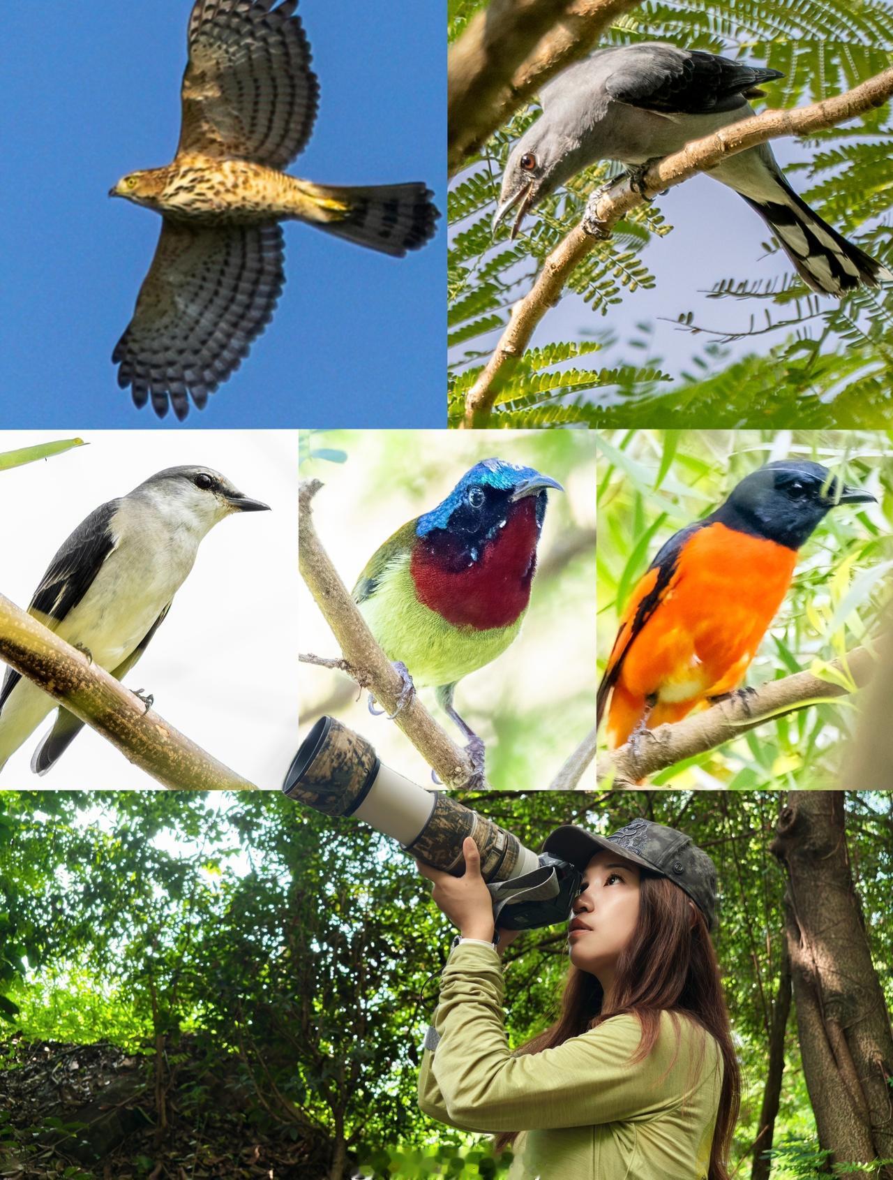 最近参加发布会，住在深圳宝安区，临走前去了鸟友们心中的圣.铁仔山，半天时间，收获