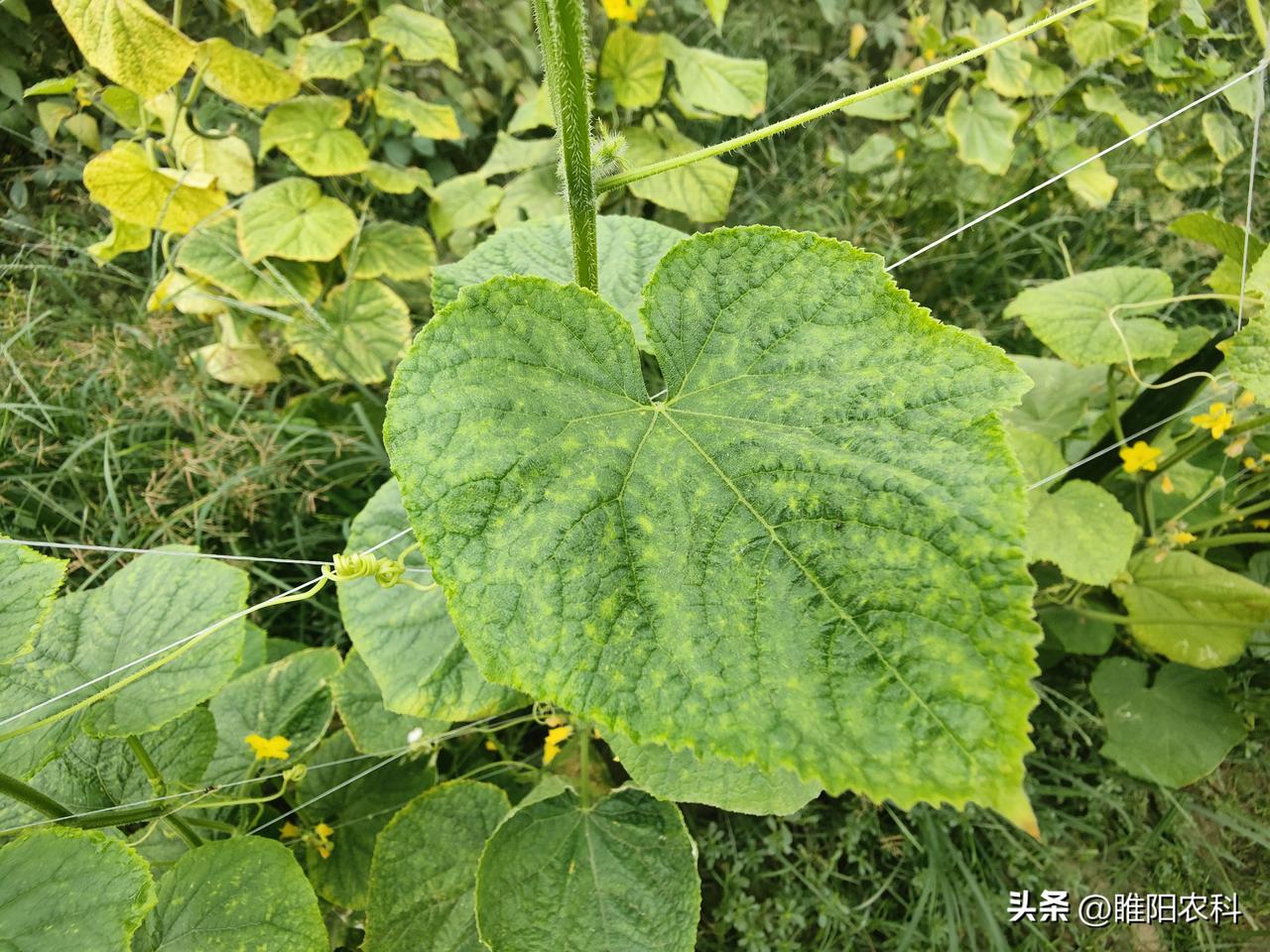一旦发生，极易暴发，常常造成毁灭性的损失，因此，黄瓜病虫，一定要注意提前预防。