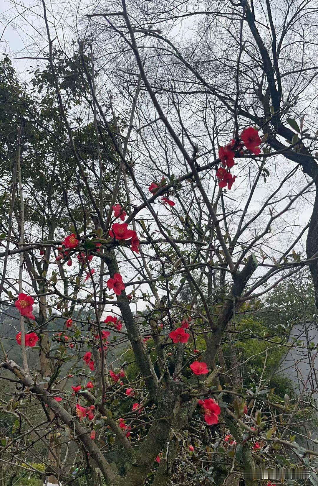 今年冬天的不同虬枝间燃着簇簇艳红，花瓣裹着清寒的风，在疏枝里漾出春的热烈。淡云衬