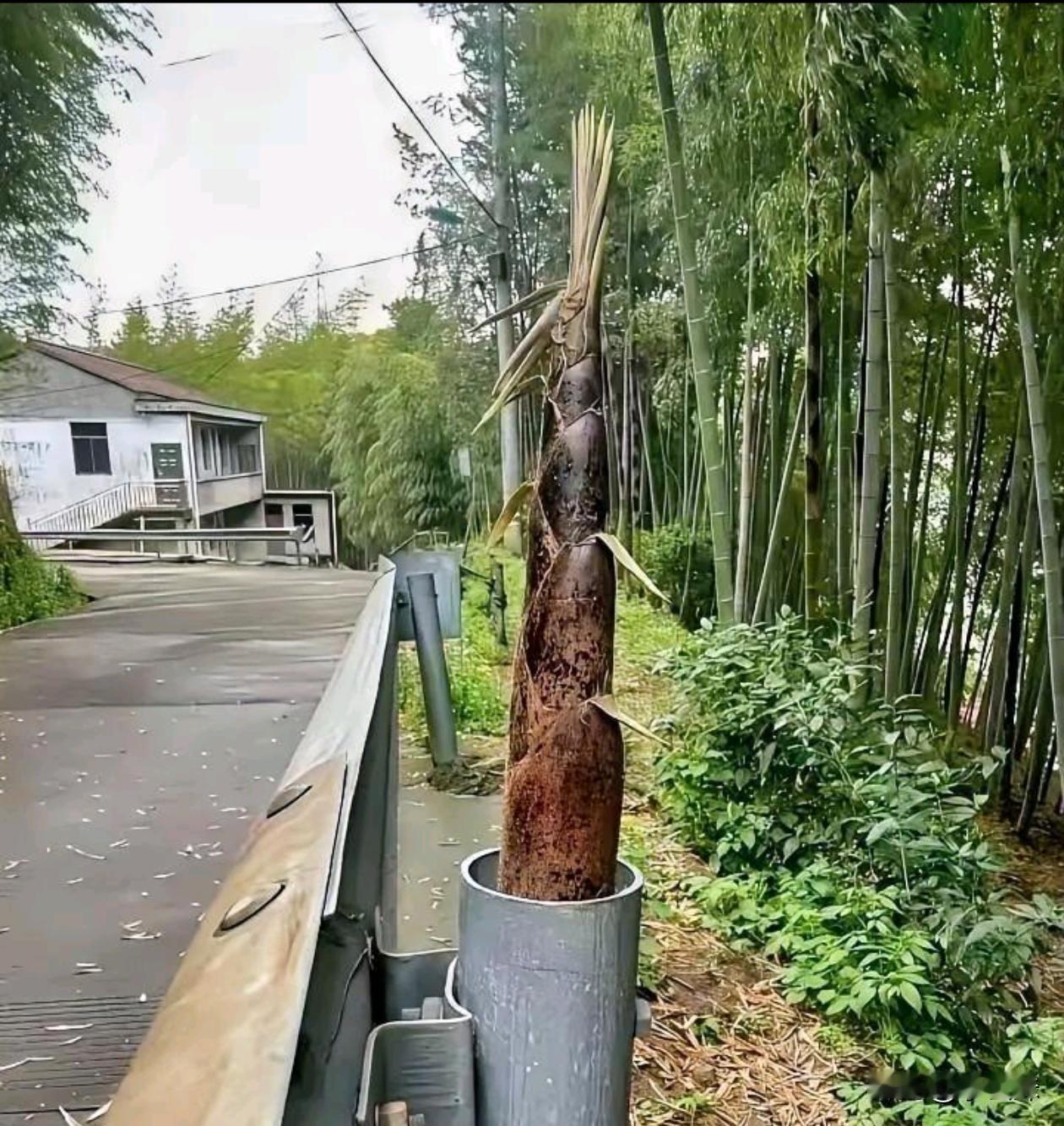 觉得自己压力大的看看这棵竹笋