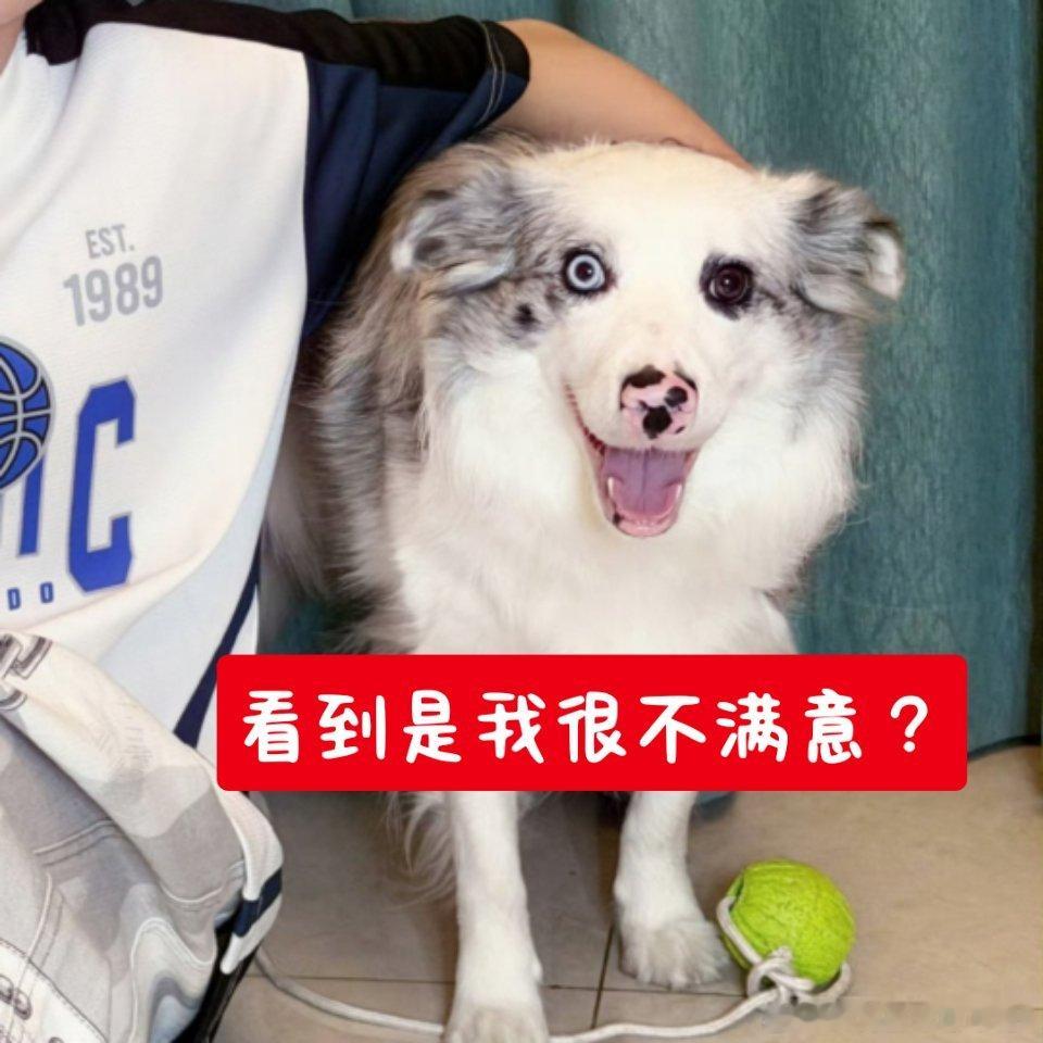 我本来想养一只陨石边牧的，毕竟想着边牧再怎么来说丑不了吧何况是陨石边牧，谢谢让我