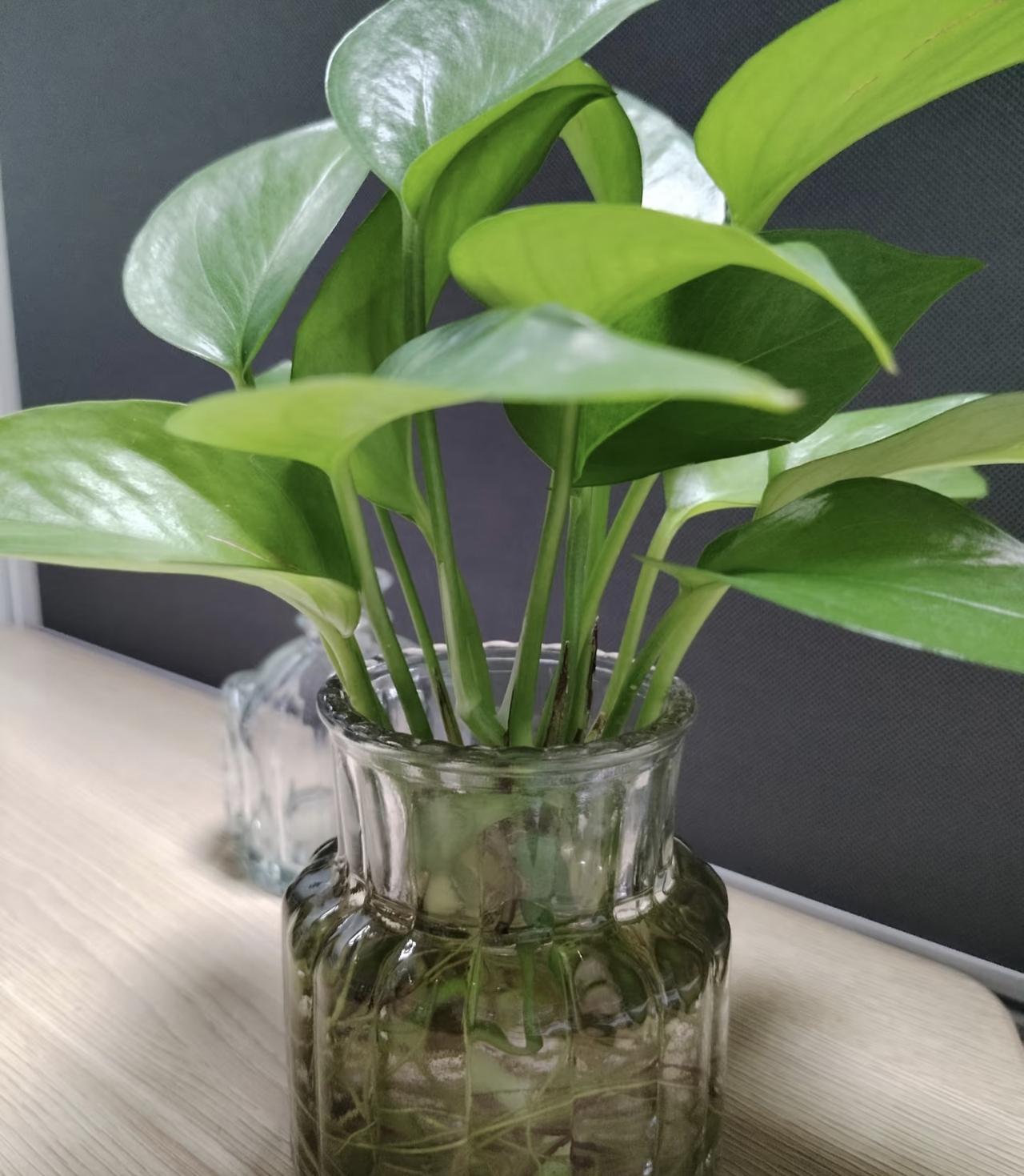 我的工位角落，藏着一整个春天。这盆绿萝已经陪我好几个月了，从最初几根细弱的枝条，