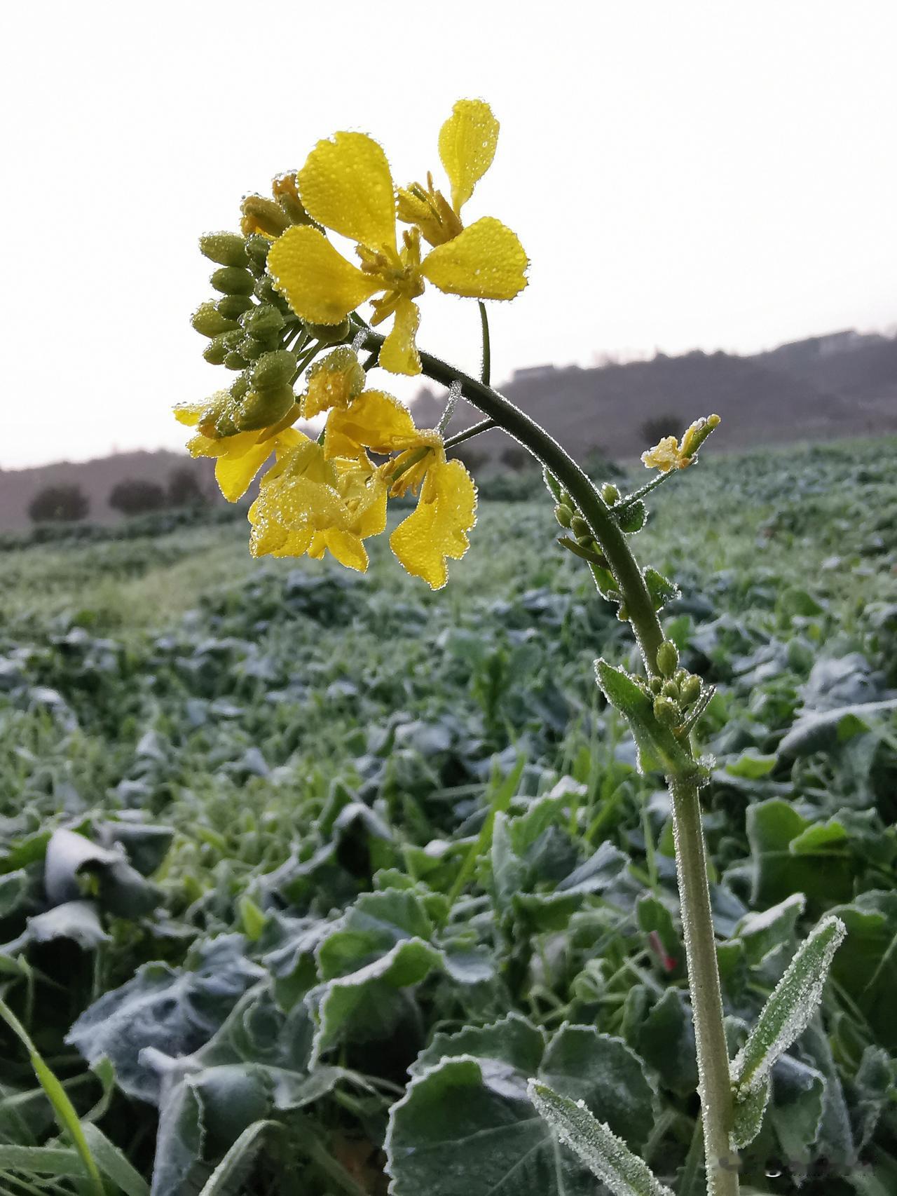 #上联：秋风无情吹落叶，求下联#春雨有意滴花蕊。