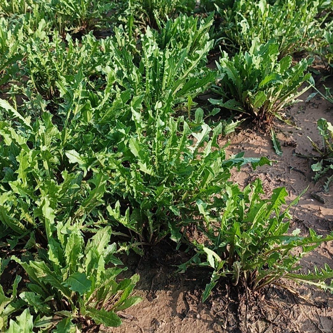 要说四川人餐桌的“灵魂选择题”，绝对绕不开：挖的野菜VS种的农家菜！一边是坡上坎