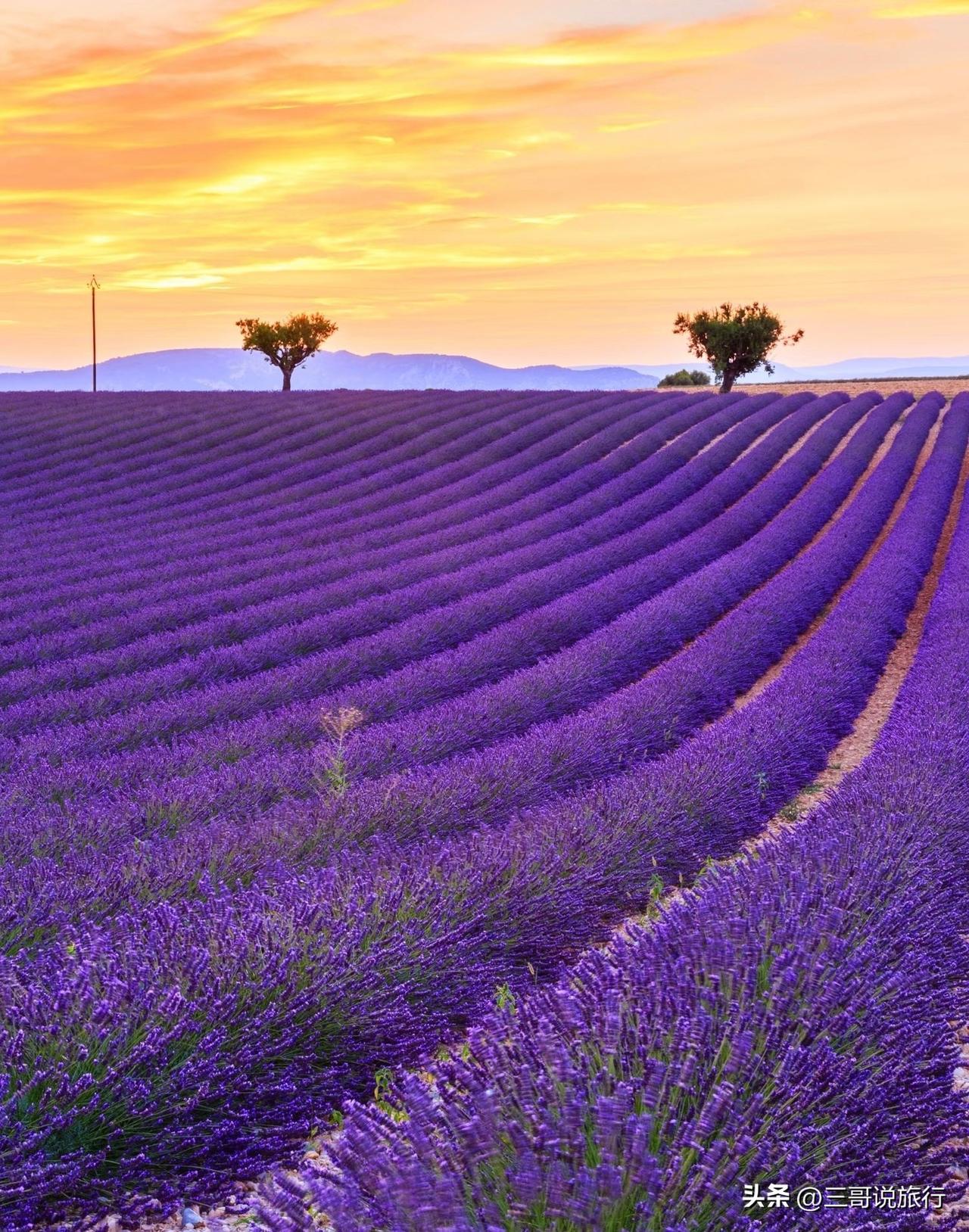 霍城游记｜赴一场紫色山海
 
不必远赴异国，在新疆霍城，就能邂逅不输法国普罗旺斯