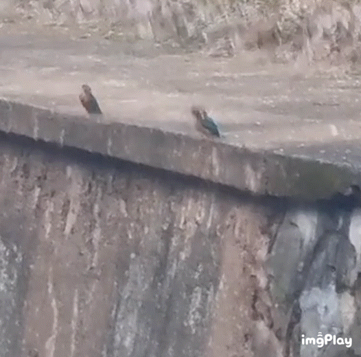 #鸟粉投稿# 河边约会滴翠鸟春天到啦～ ​​​