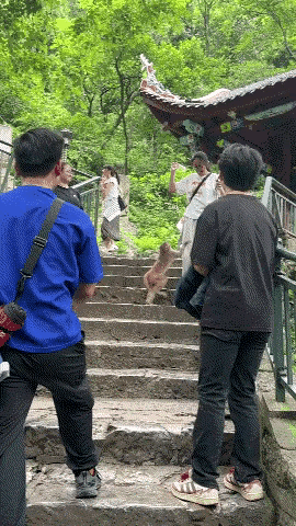 想不到峨眉山的猴子也有今天