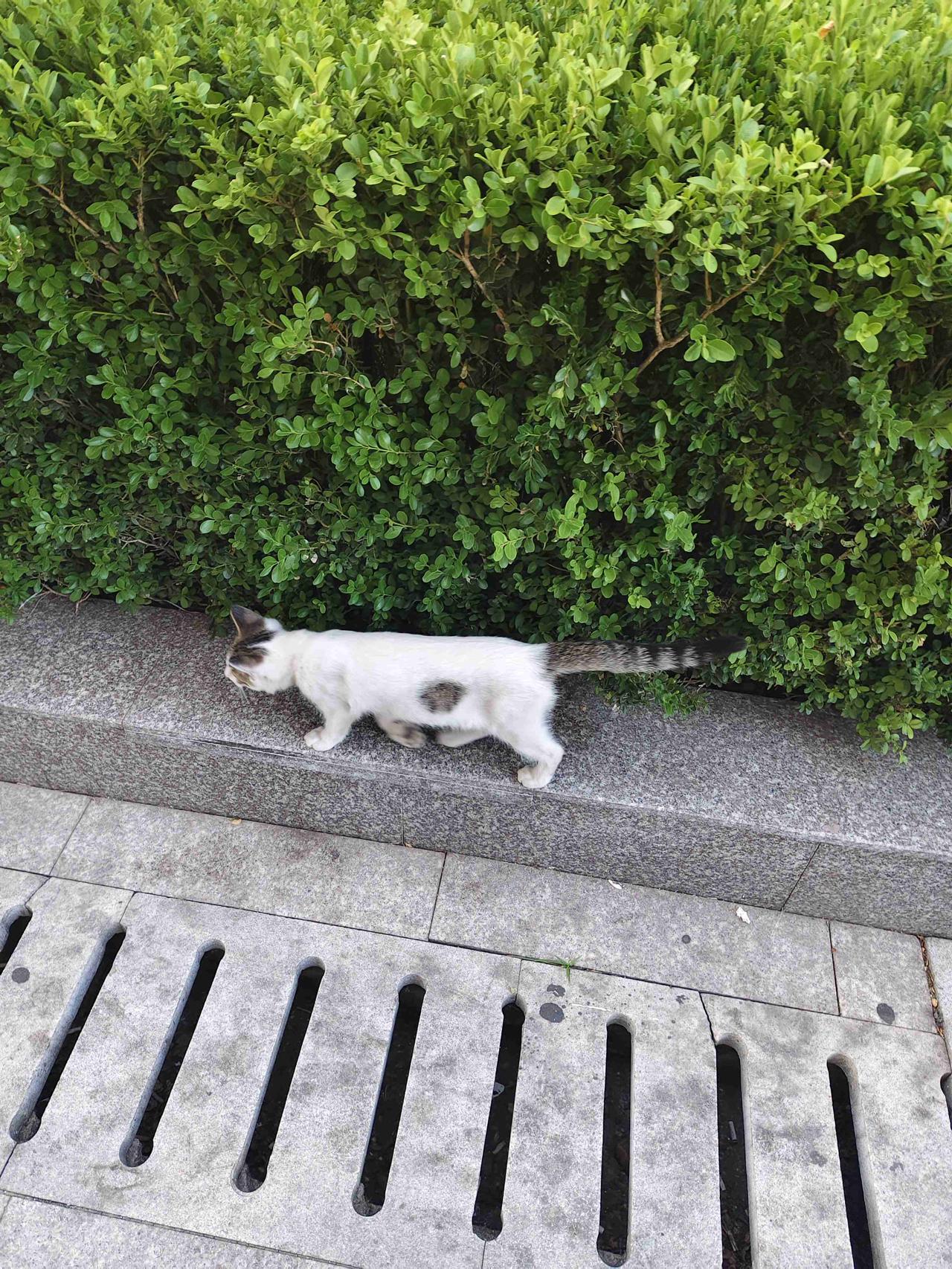 我的今日状态：😁轻松愉快
我这里的天气：☀️晴天
这绝对是两个品种乱来的产物，