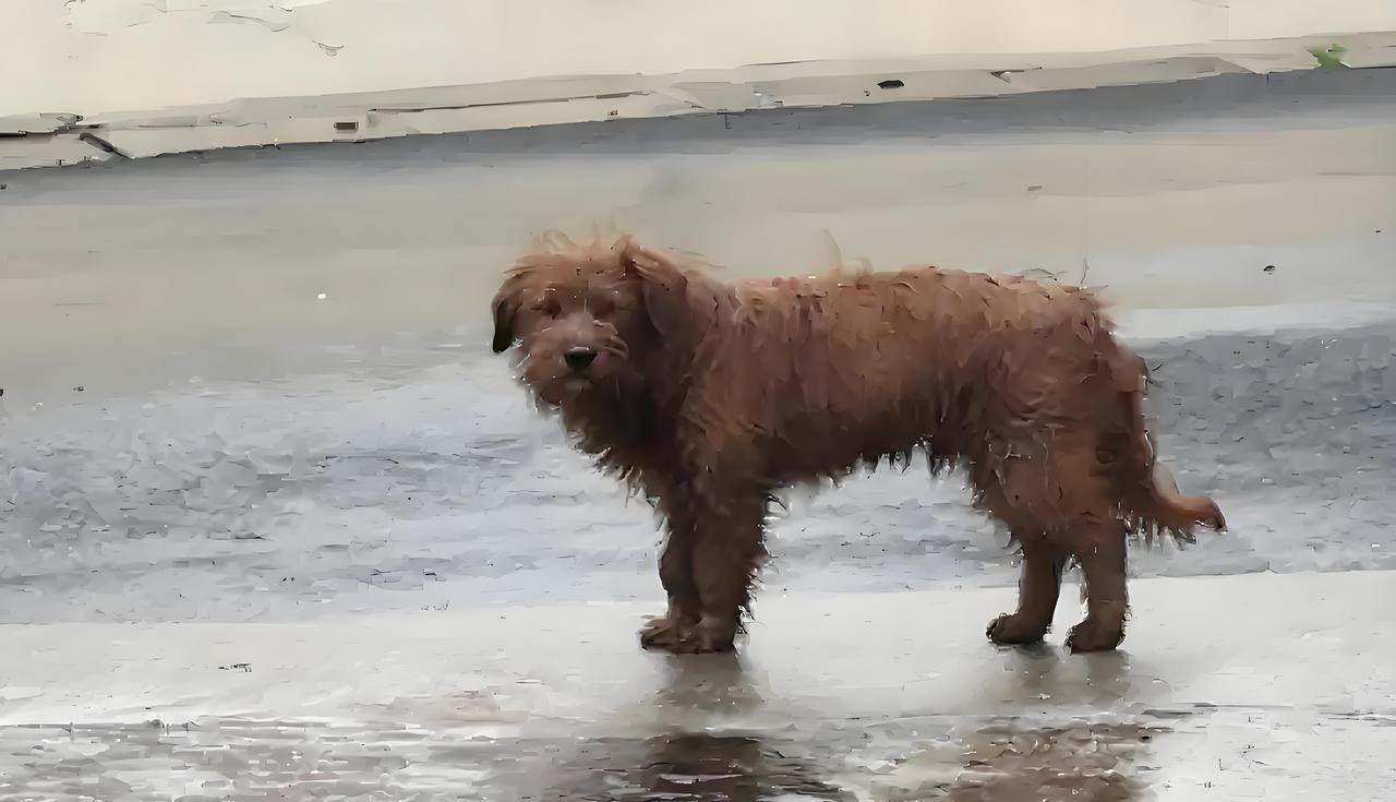 每次看到街角的流浪狗，心里总会泛起一阵酸楚。它们缩在角落瑟瑟发抖，小心翼翼躲避行