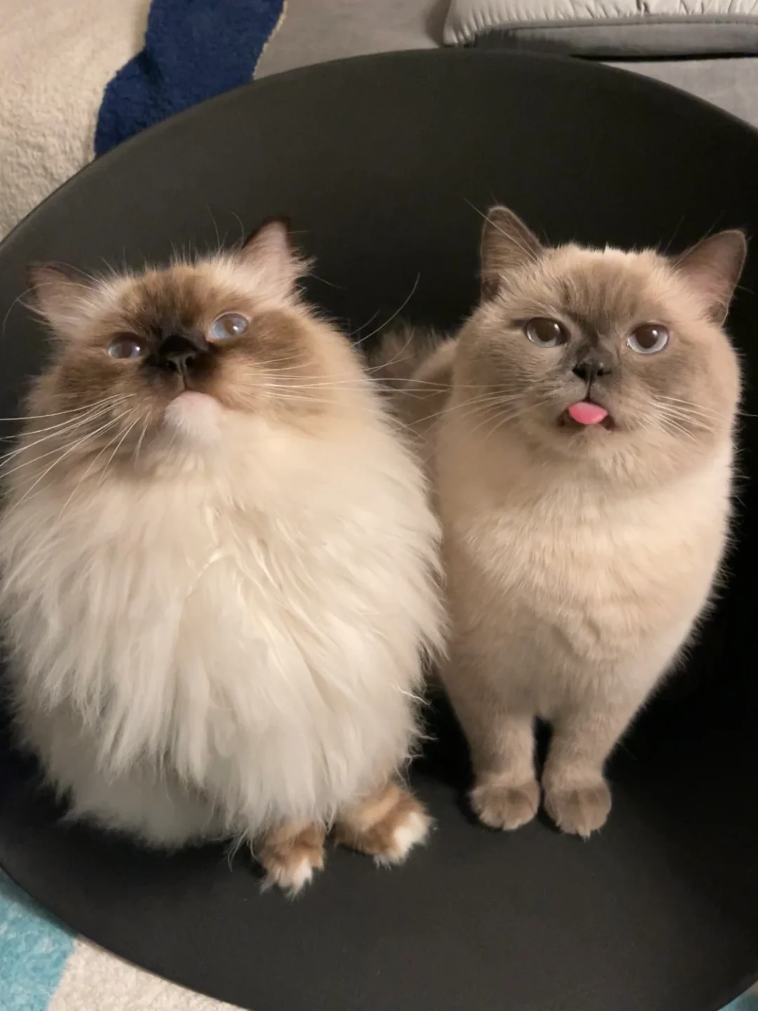 两只猫里就有一只显眼包