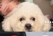 盧雞仙os：這狗是智障吧
