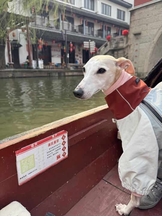努力的去嗅闻整个世界吧