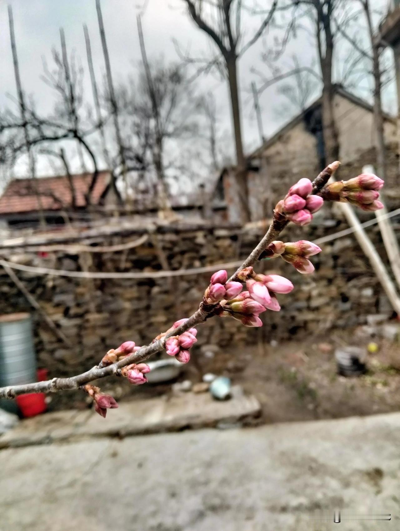我家的樱花开了，开了一串串的，争芳斗艳，太美了！
