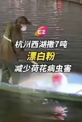 杭州回应西湖撒7吨漂白粉！不是污染，是为了今夏最美的荷花！

"西湖要撒7吨漂白