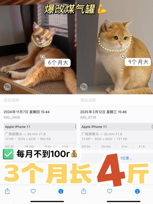 3个月长4斤！分享猫咪爆改煤气罐经验💪