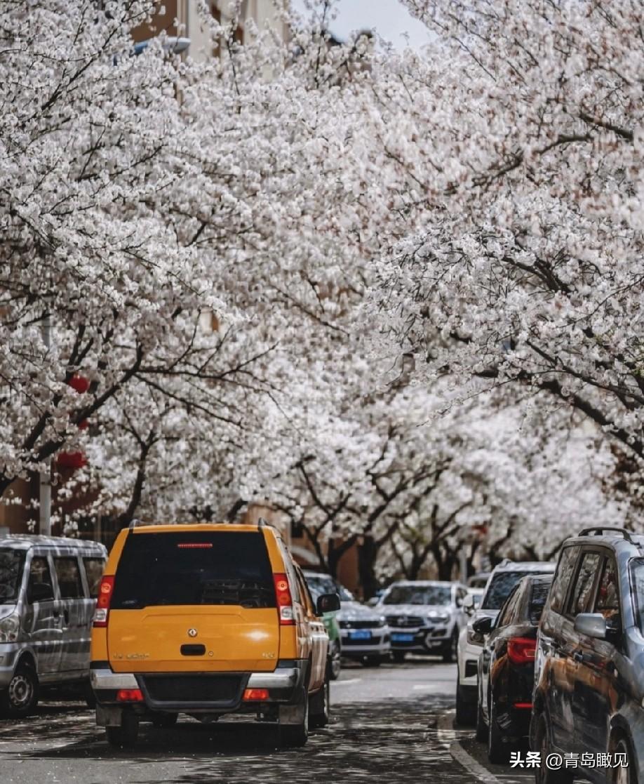 终于要消停了！青岛这处网红打卡地，随着樱花凋谢，终于要恢复往日宁静了！

青岛李