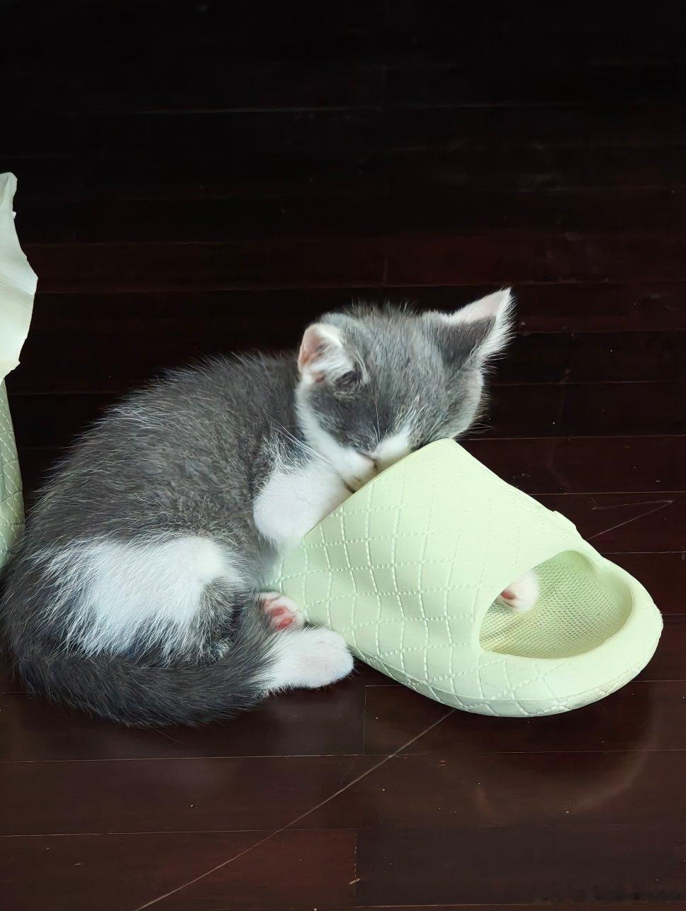 领养了一只猫，第一晚，就这么睡着了