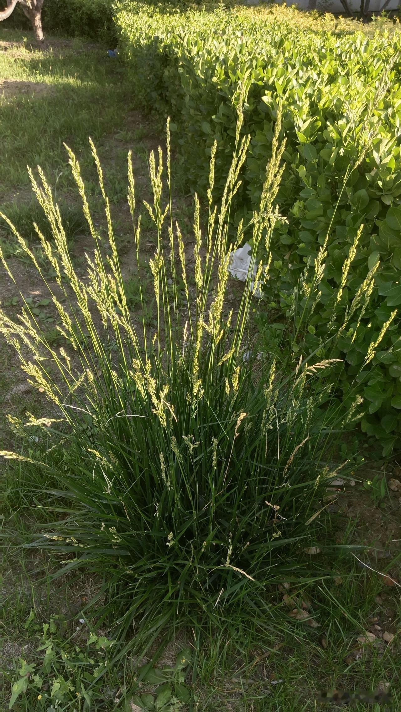 路边上一丛一丛的，酷似小麦。这是原始的野生小麦吗？