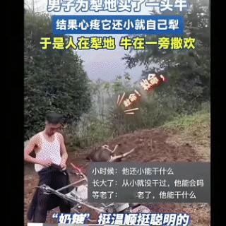 男子在邻居那买了一头小牛犊，本来打算养着干活犁地的，但是牛犊太小了，他舍不得让牛