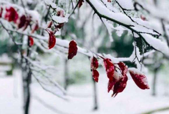 郑州大雪终于如约而至！

窗外银装素裹，一片片雪花簌簌落下，连空气里都带着清冷又
