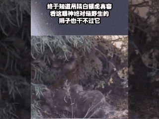 终于知道吊睛白额虎真容，看这眼神绝对是野生的，狮子干不过它 ！😱