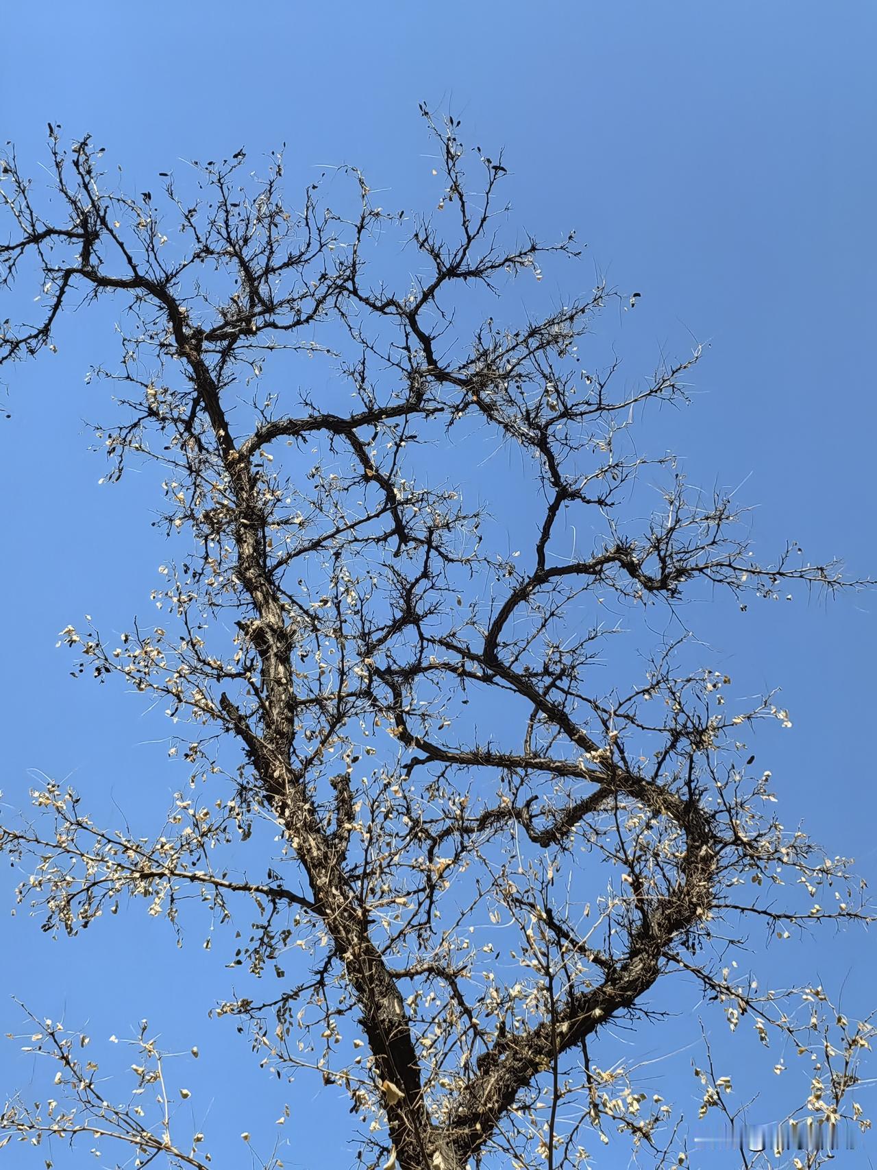 顺口溜
《称王称霸》
现在世界不太平，
一只野狗乱世界。
它想咬谁就咬谁，
它想