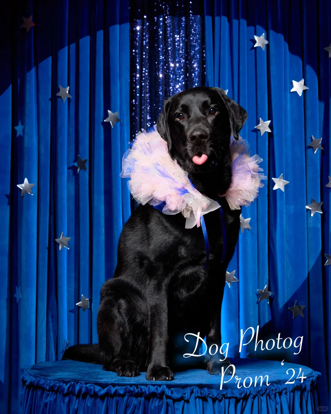 舞会小王子之 Magic Dog? 🐶