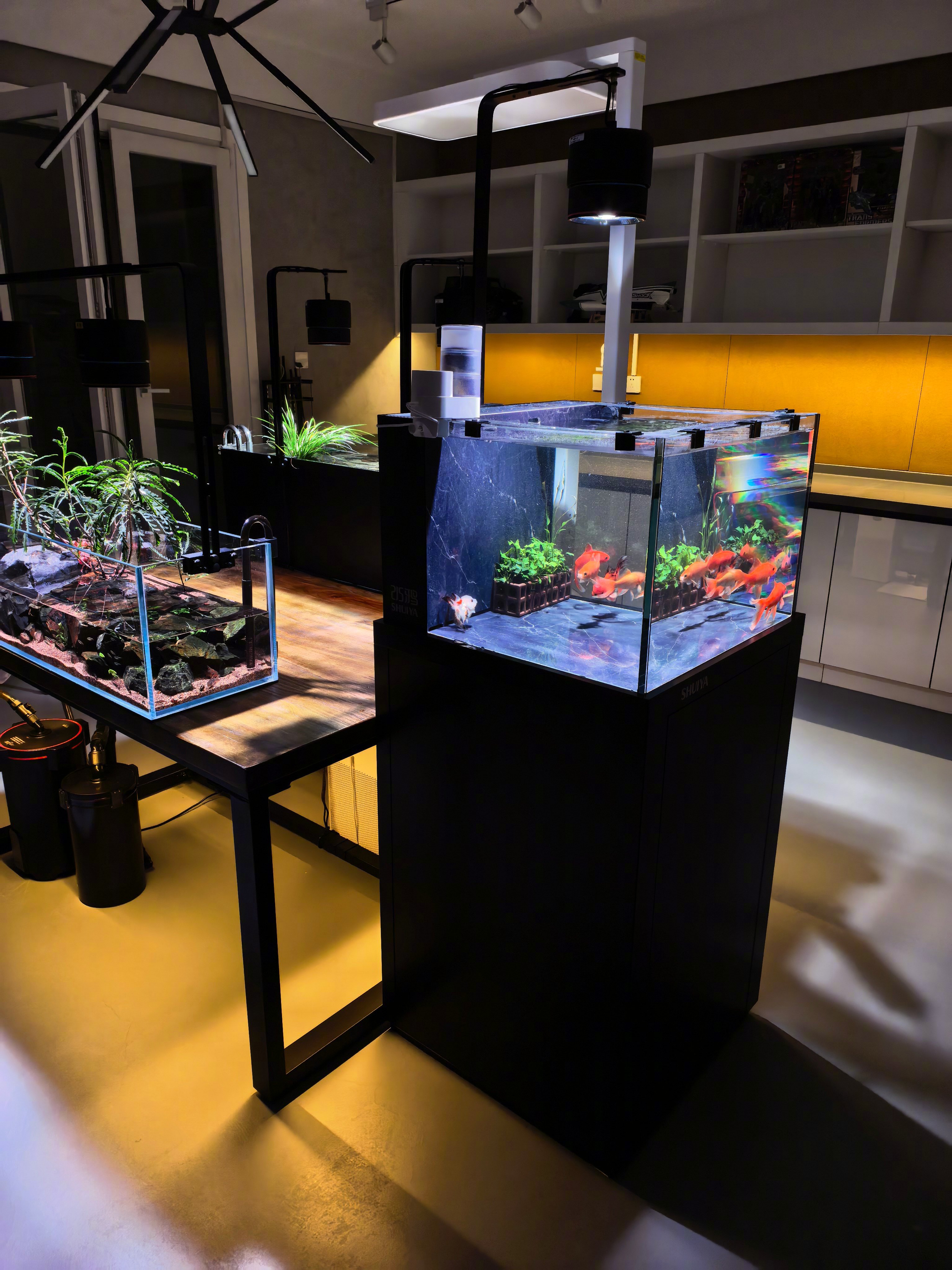 今天清理我这60水鸦鱼缸的鱼粪马桶，马桶里有个不到1cm小鱼。我就很纳闷，我没放