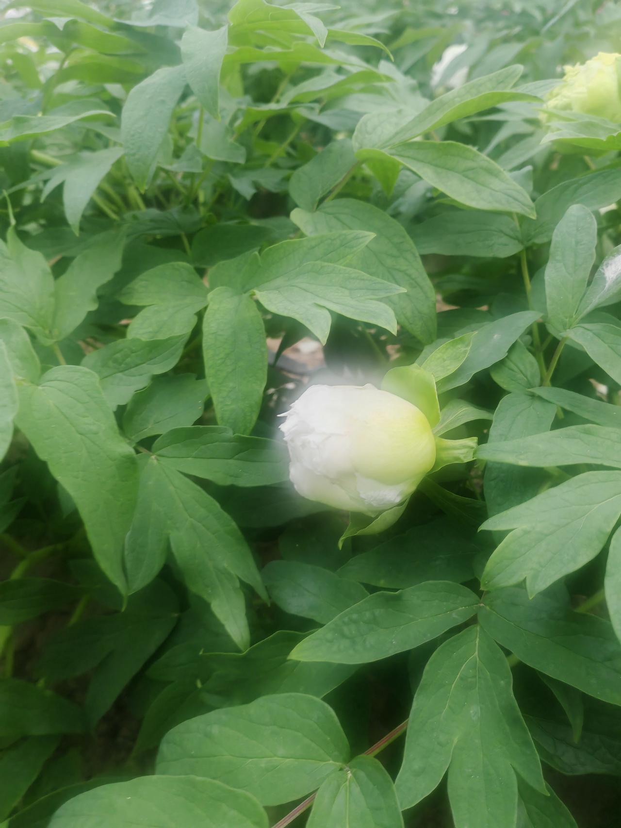 分享一张花开的照片翠绿的牡丹叶层层叠叠，将一朵初绽的白牡丹花苞温柔簇拥。花瓣莹白