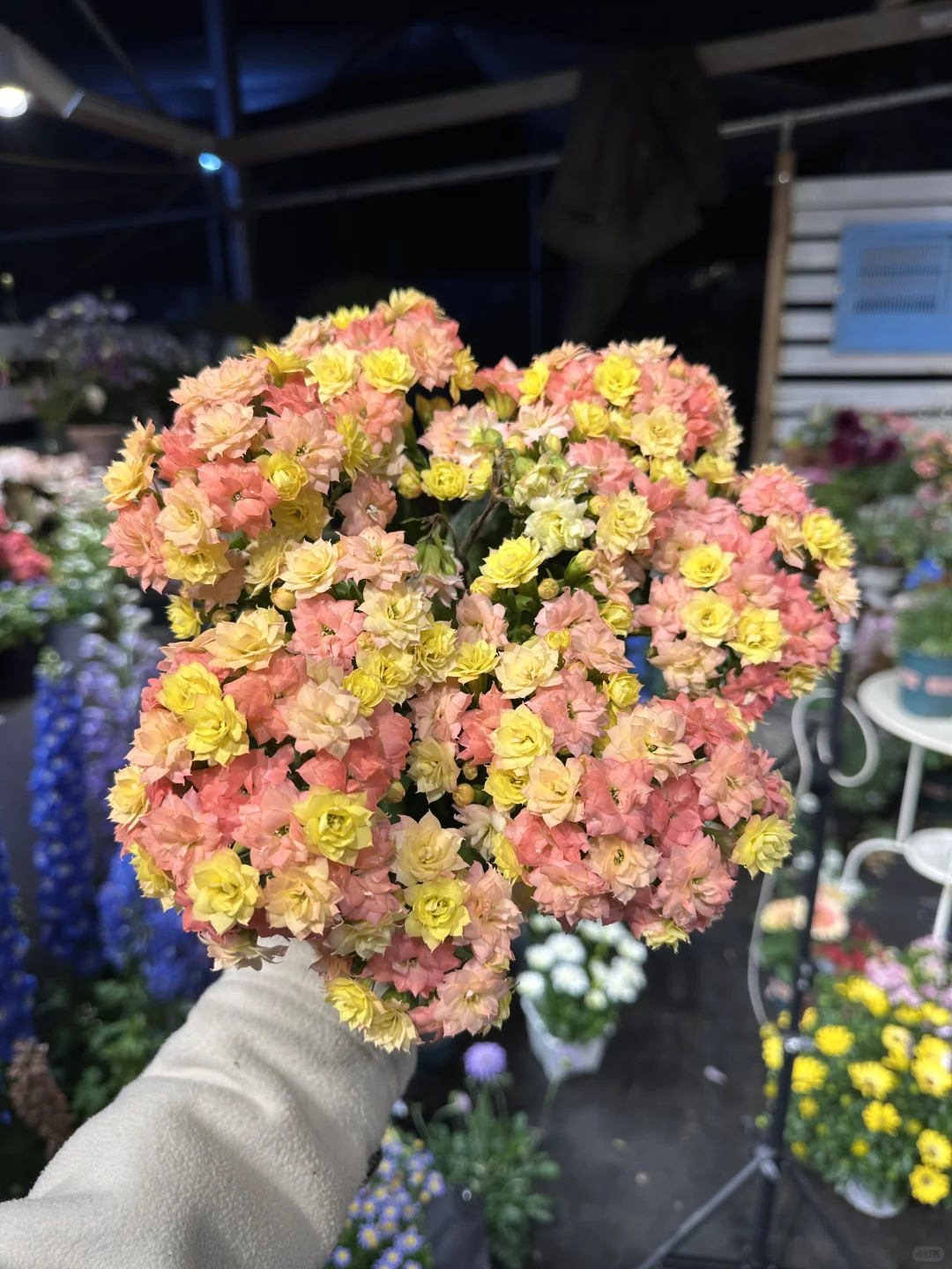 最近在种长寿花了吗