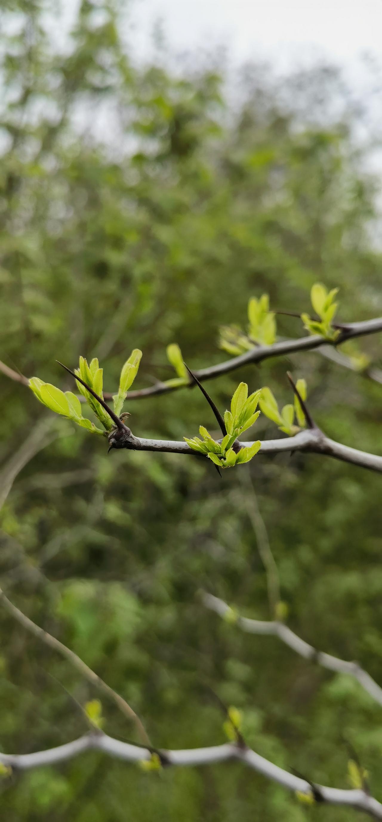 看看这长刺你还想喝酸枣茶吗？山上的酸枣