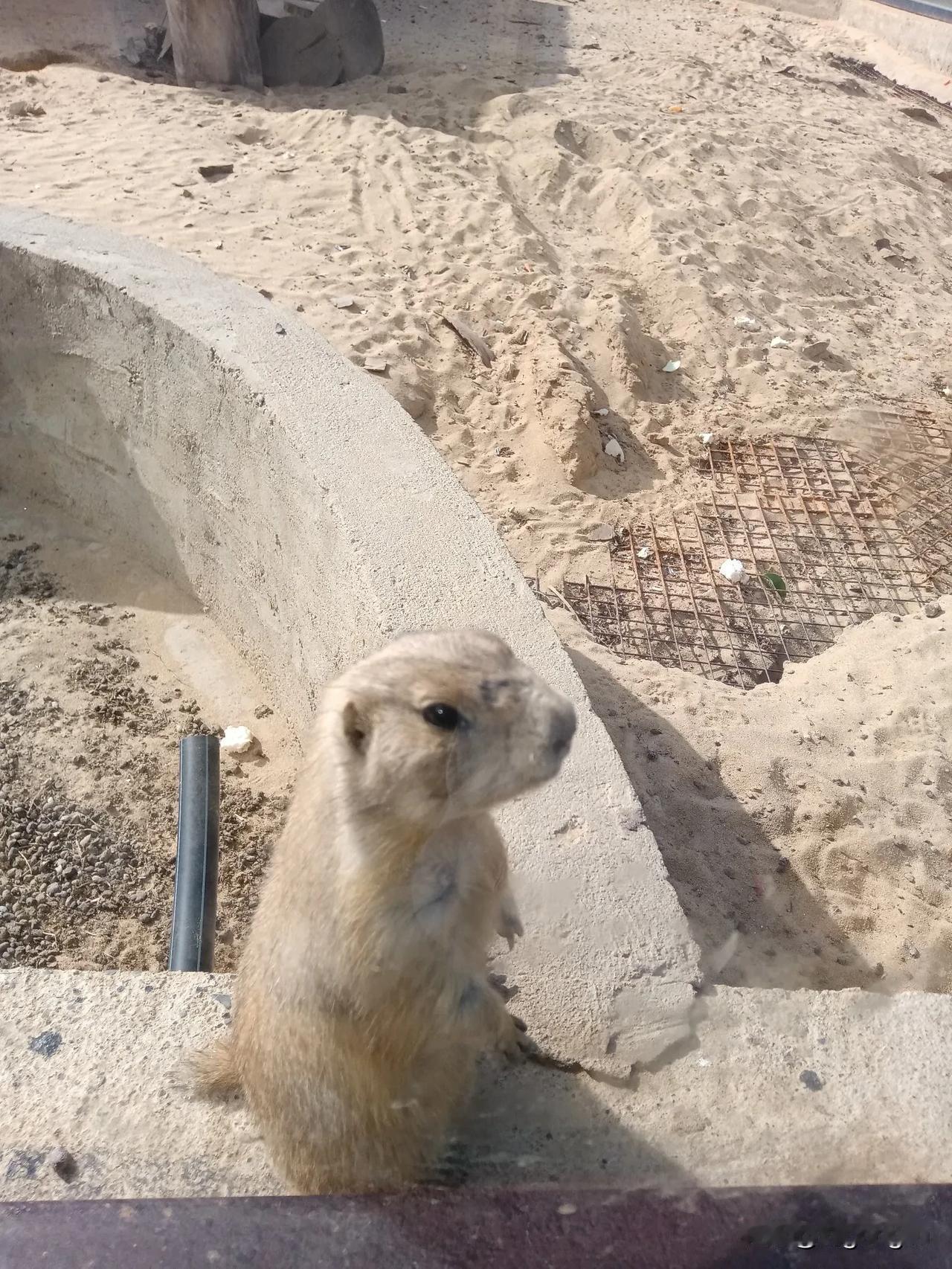 毛桥野生动物园