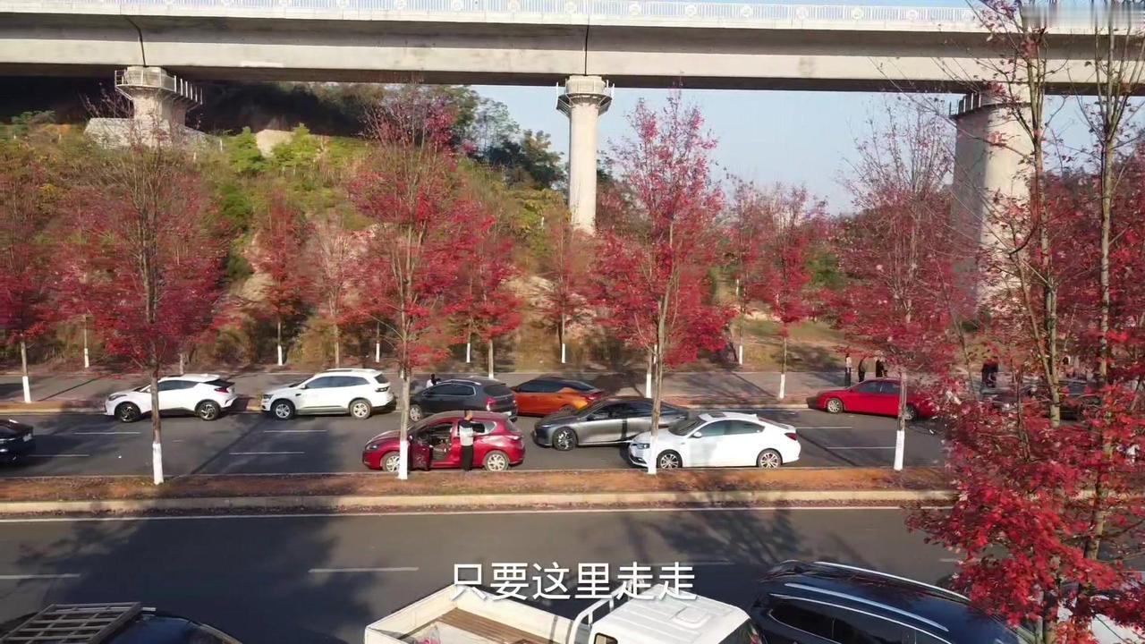 🚗6.8公里有多长：走路要半个小时。6000只红枫叶有多壮观：密密麻麻来形容不