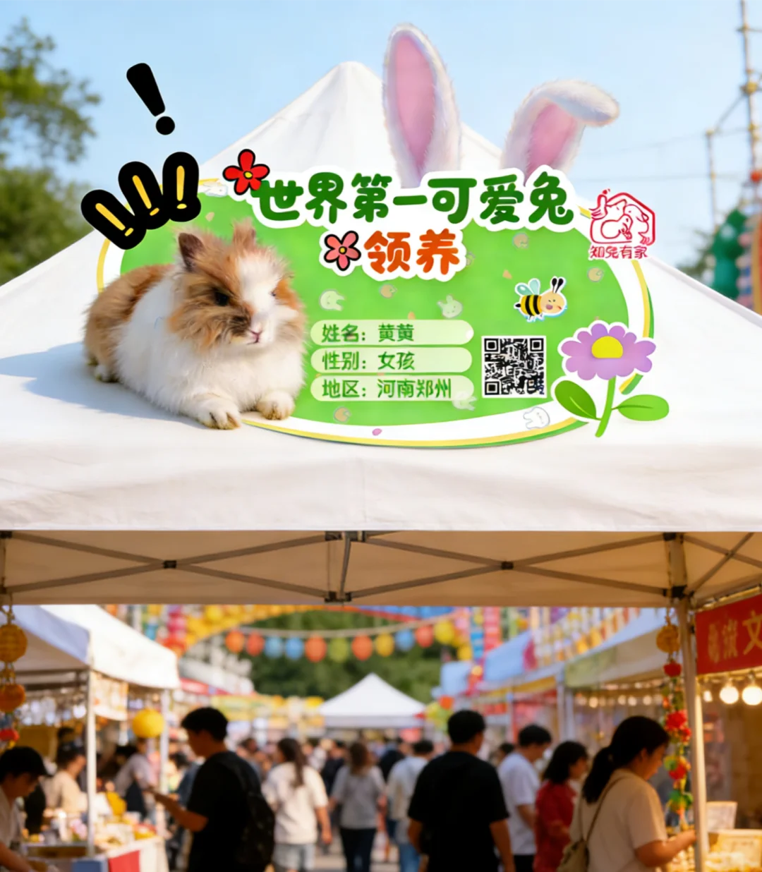 来兔兔市集领养一只兔兔