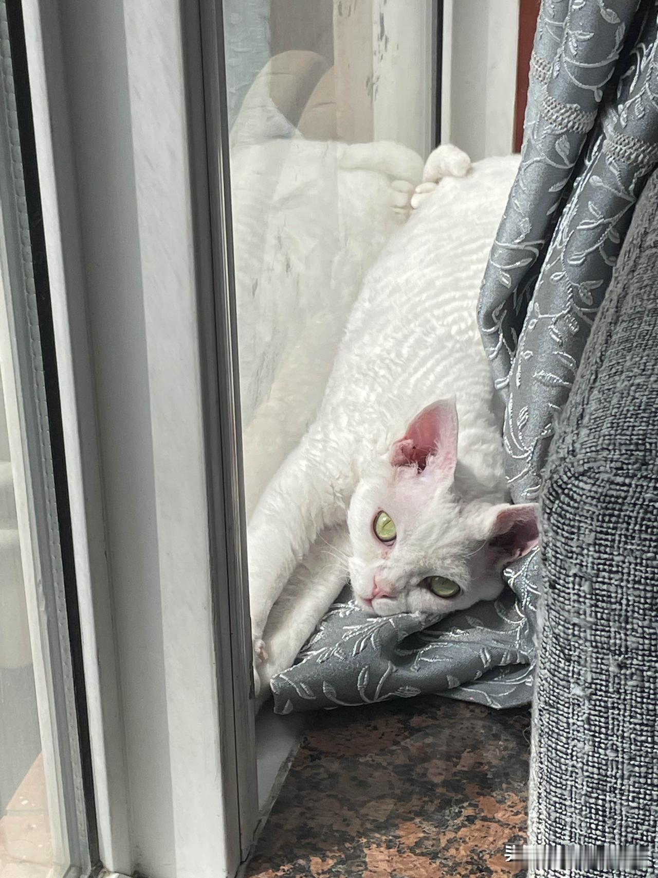 小柚子，我家的小猫咪，有太阳的日子，自己会找地方晒太阳，看那舒服的小样子。