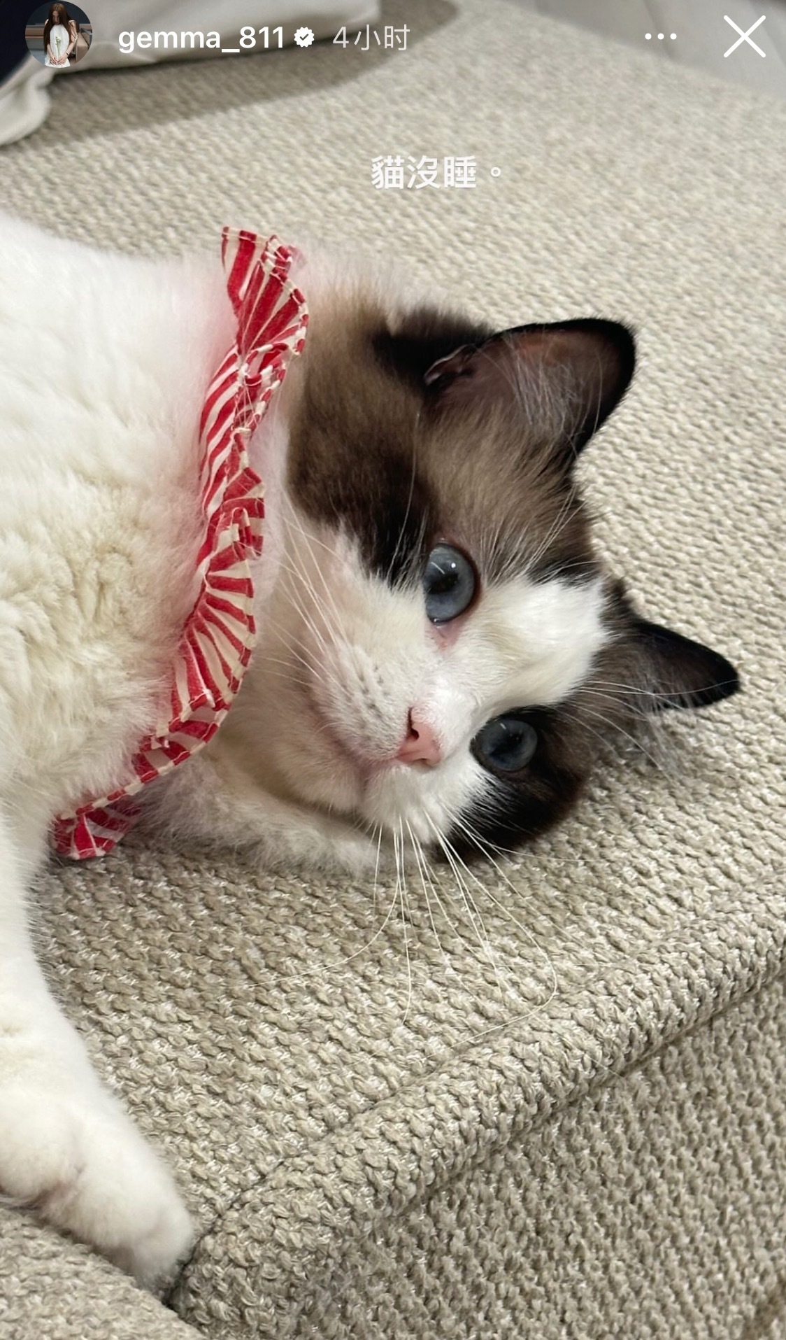 鬼鬼吴映洁今日份的ins更新，分享了她家的猫，超可爱！ ​​​