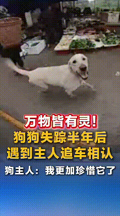 刷到这个视频直接破防了！重庆荣昌大哥开车赶路，一只土狗突然窜出来追着车跑，跑得上