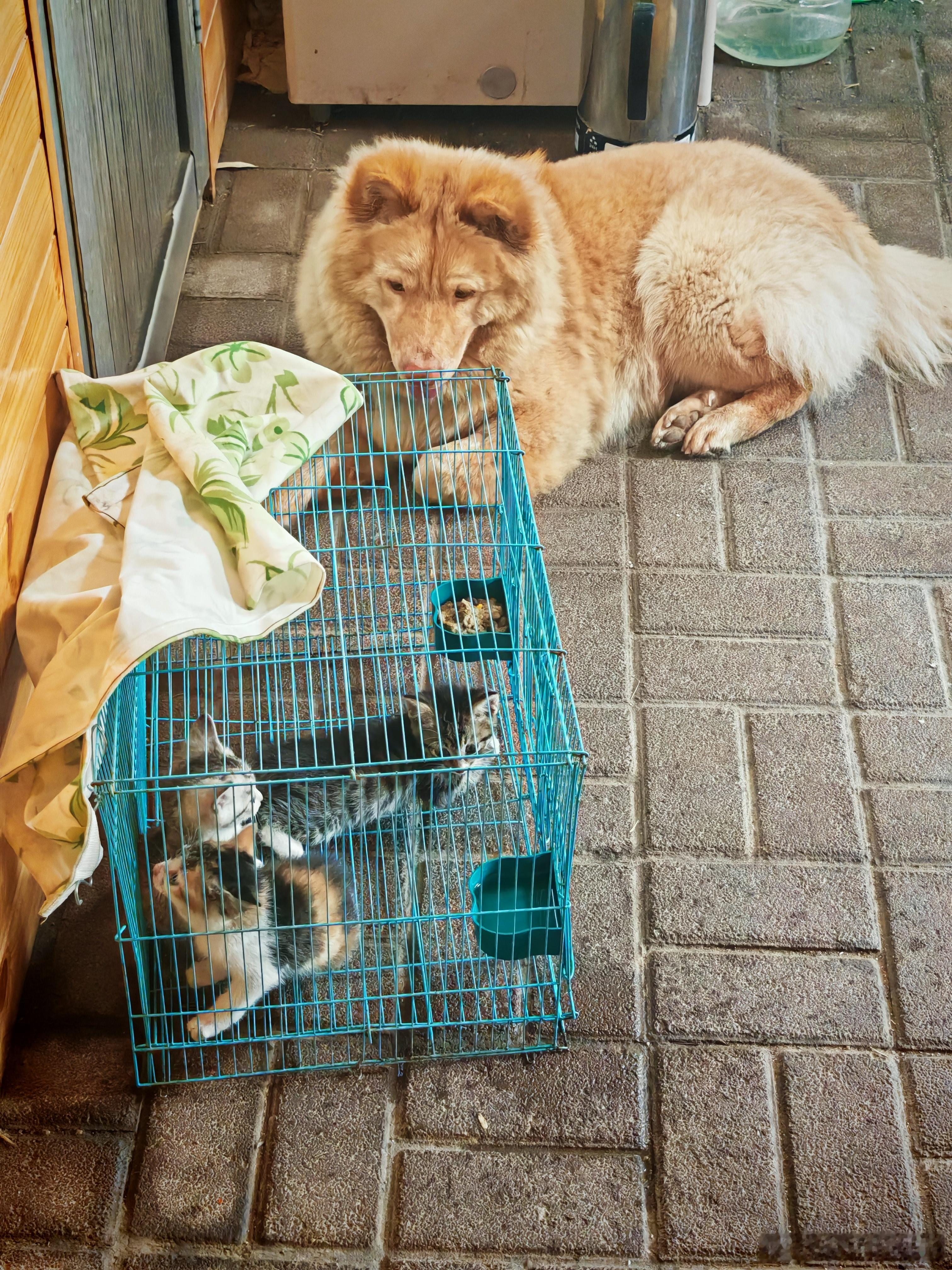铁槎山房 聘猫记丙午春夏，天旱溪涸，及麦秋果熟，又逢淫雨，濡湿不堪，鼠患猖獗尤甚