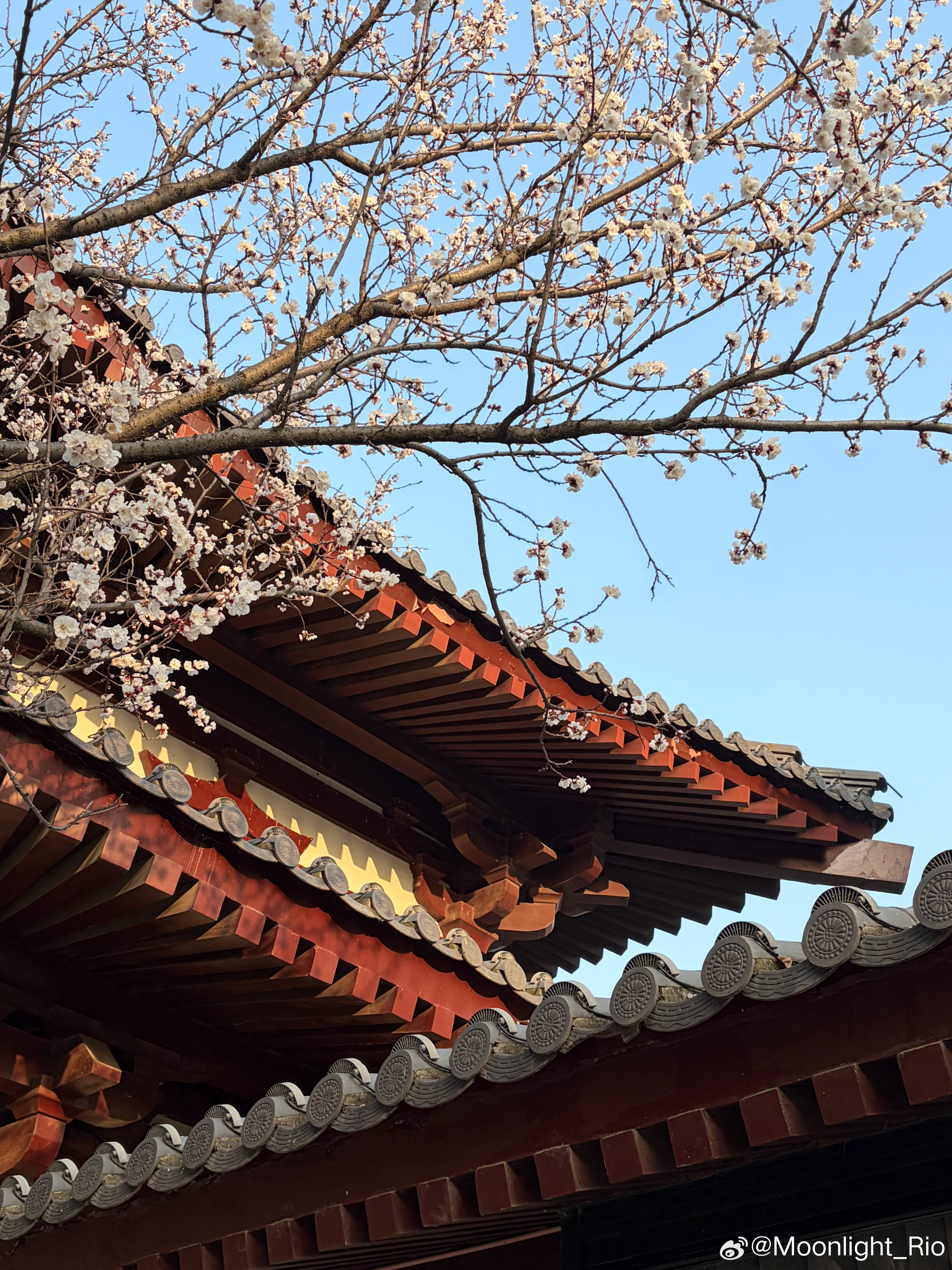 二月二龙抬头应该吃点啥哈，我们这儿好像真没听过要专门吃什么，只说理发🤨不过今天