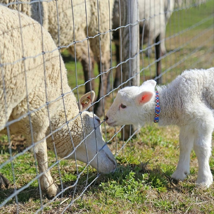 小羊羔 🐑  