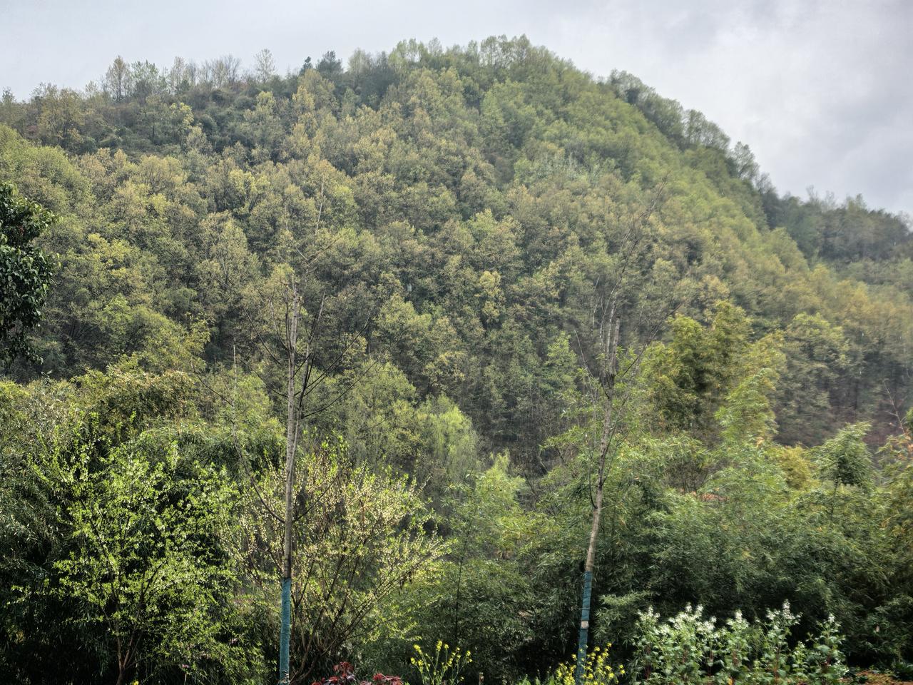 春日生活打卡季远山渐渐绿了，不知不觉中，四季轮回又开始了！时光就是这样悄悄溜走的