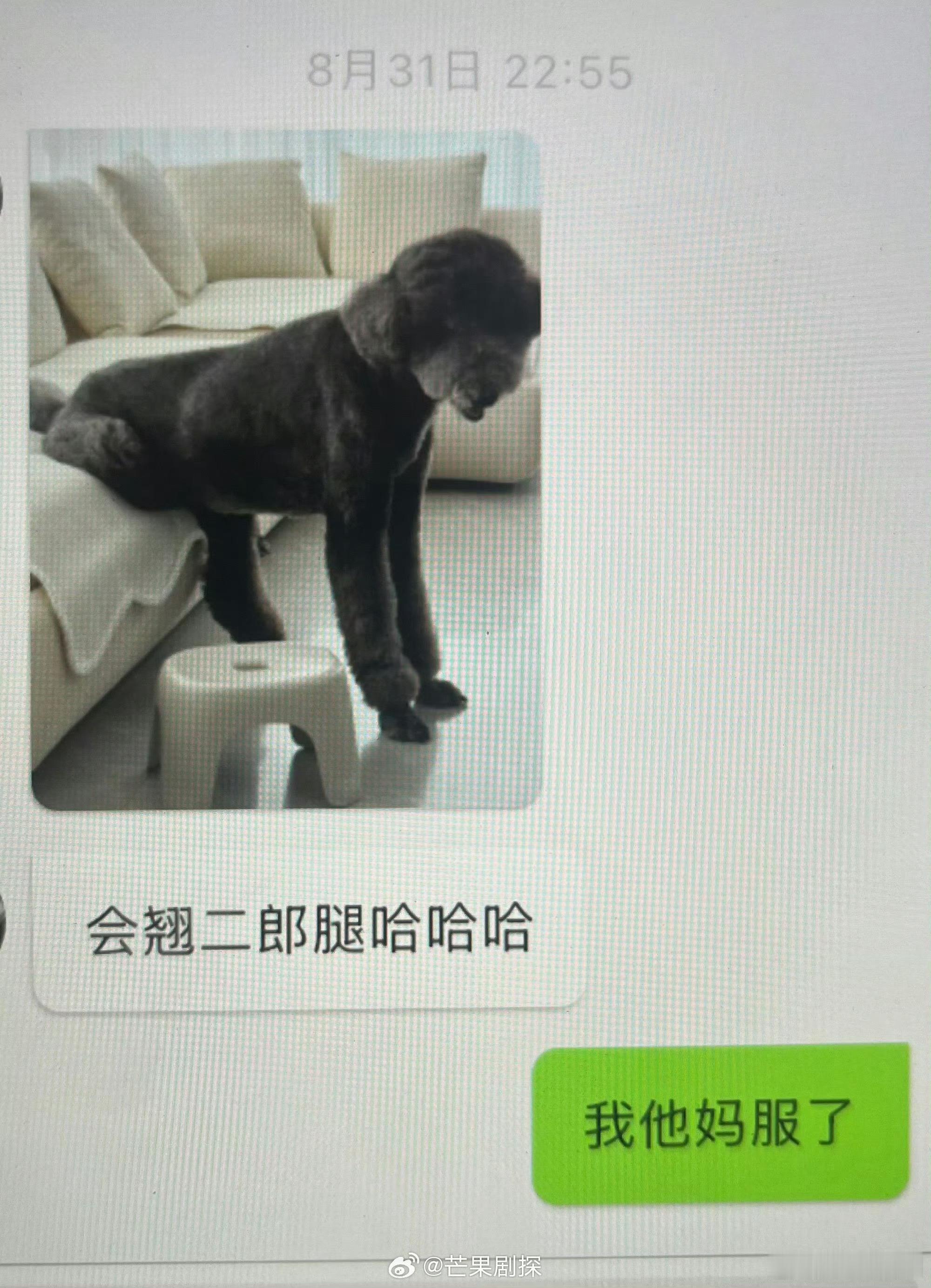 左奇函晒皮皮翘二郎腿左奇函家的小狗会翘二郎腿被皮皮独特的坐姿可爱到！左奇函晒出自