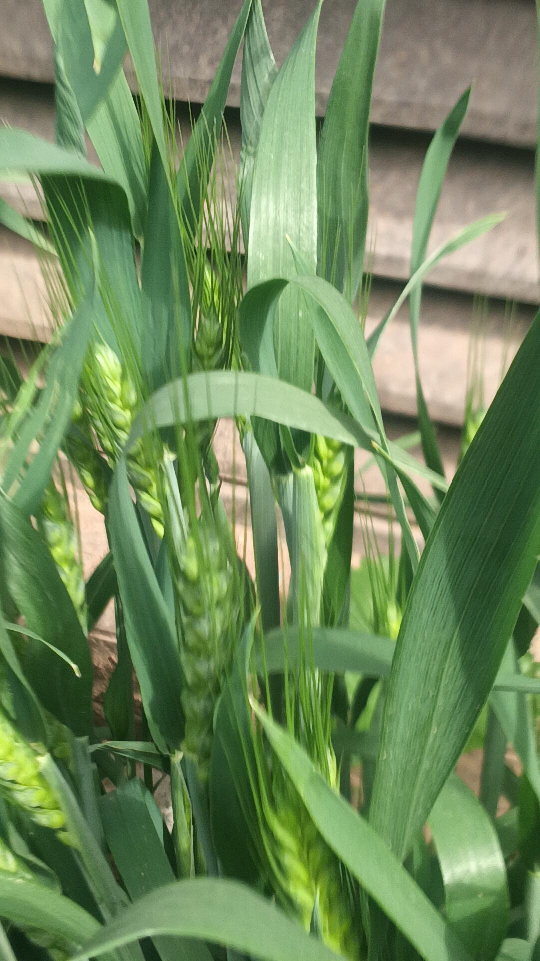 楼前小院种的小麦吐穗了，你们那的小麦长啥样了？