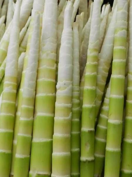 《七律～笋香的遐想》

潜移客路柳条长，
欲近家门竹笋香；
尽启锅台龙骨直，
疑