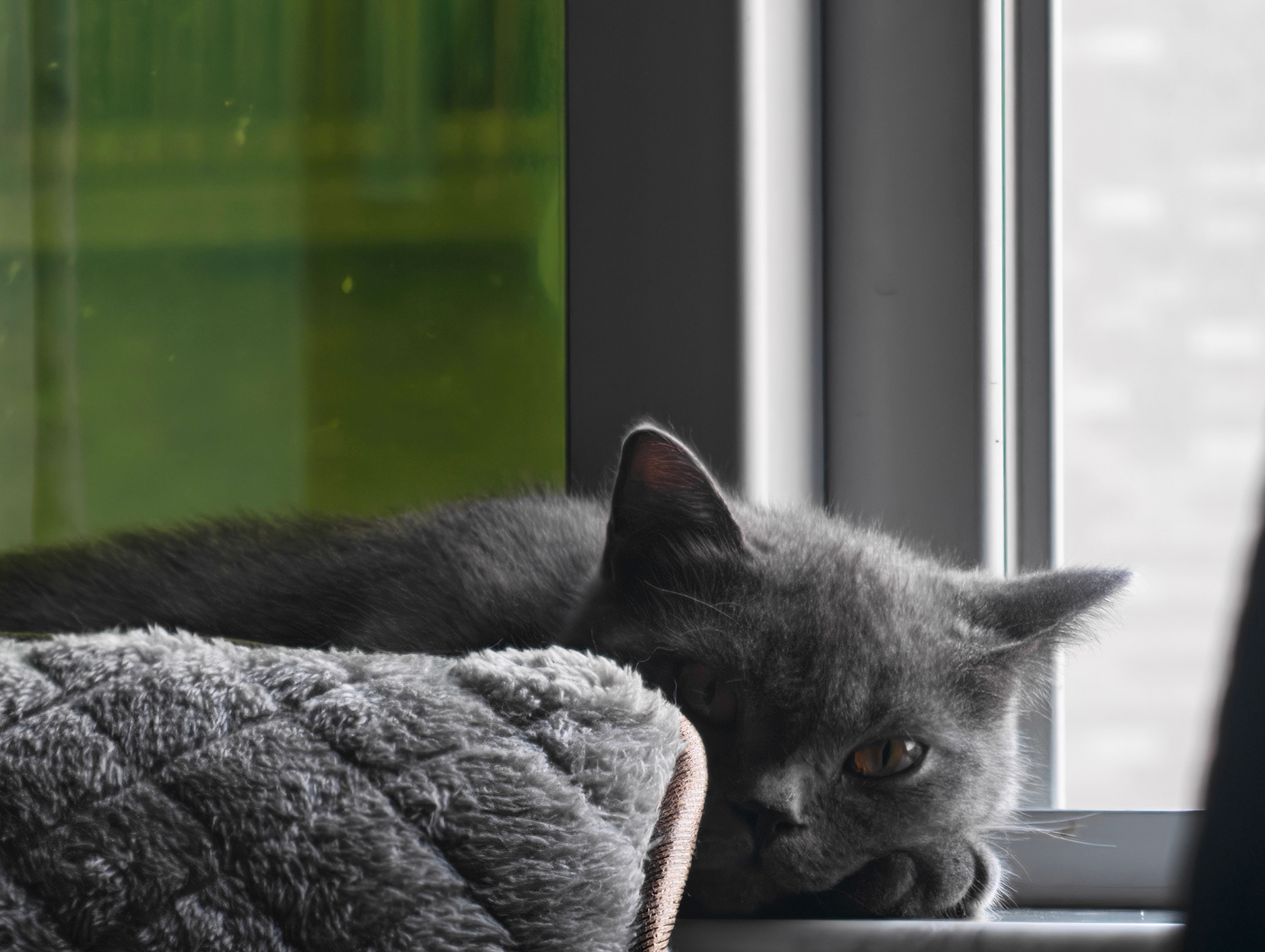 拥有小猫是最幸福的事～晚安快上车吧