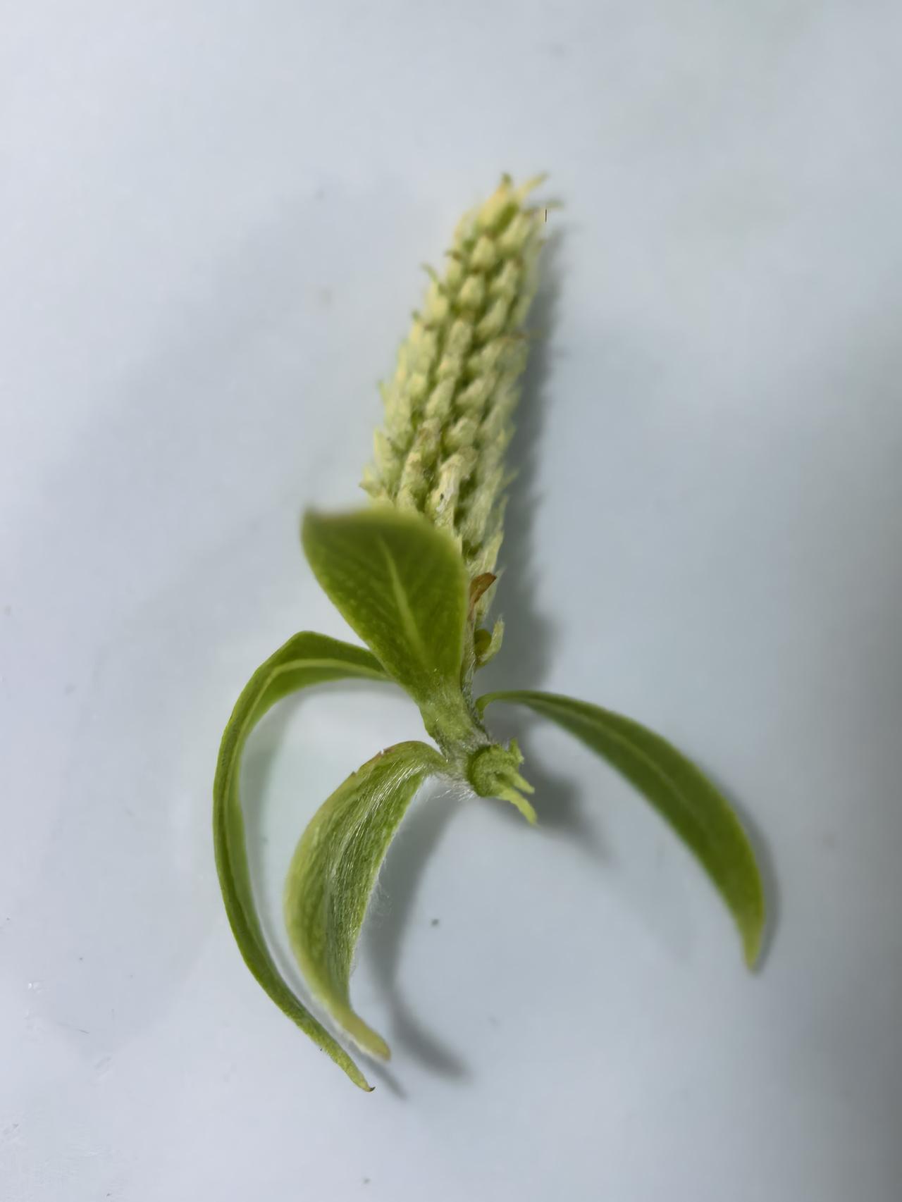 柳树芽[祈祷][祈祷][祈祷]