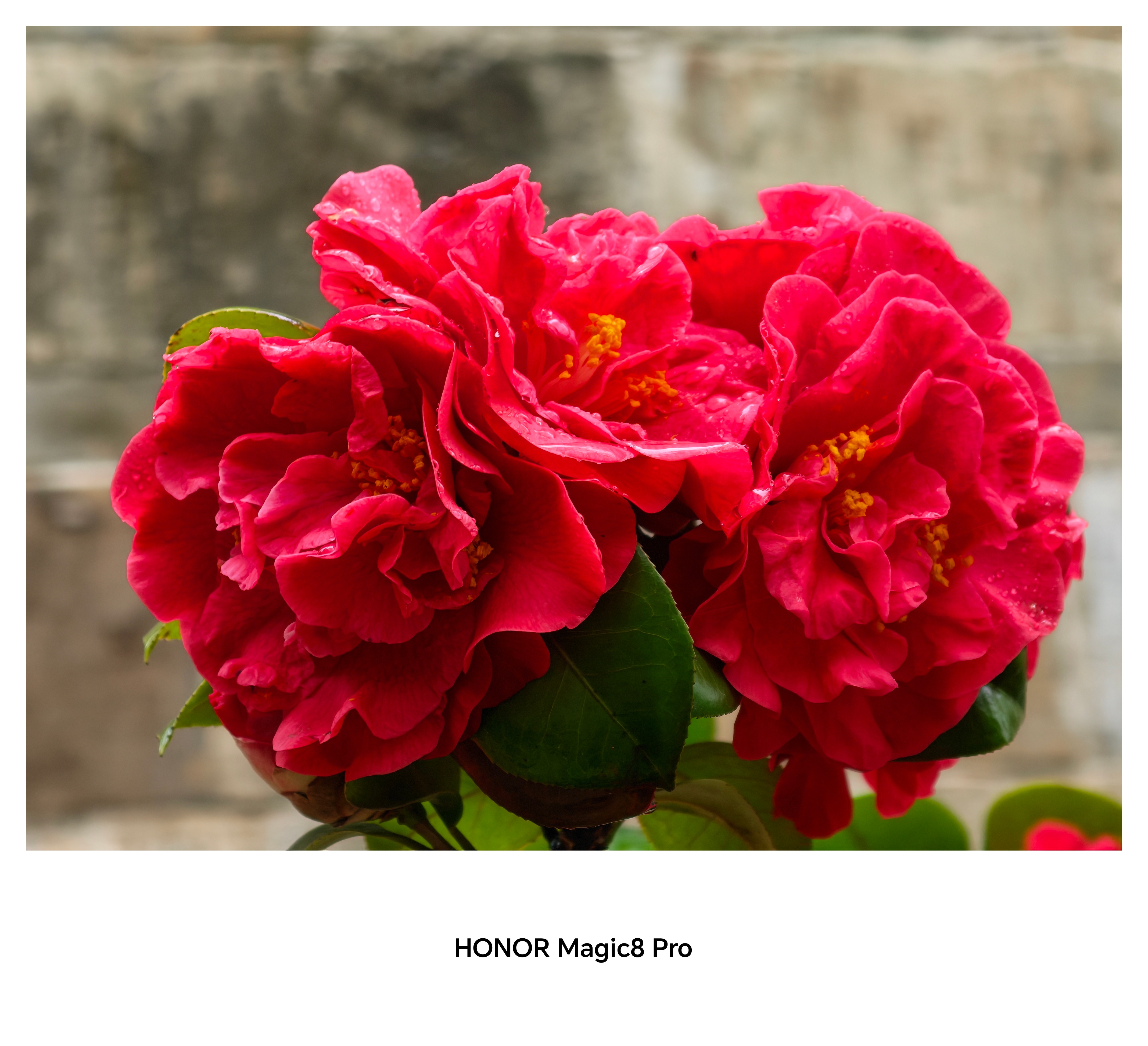 以前拍花都是拍不好，自从有了荣耀Magic8Pro以后，拍出来的照片越来越好看了