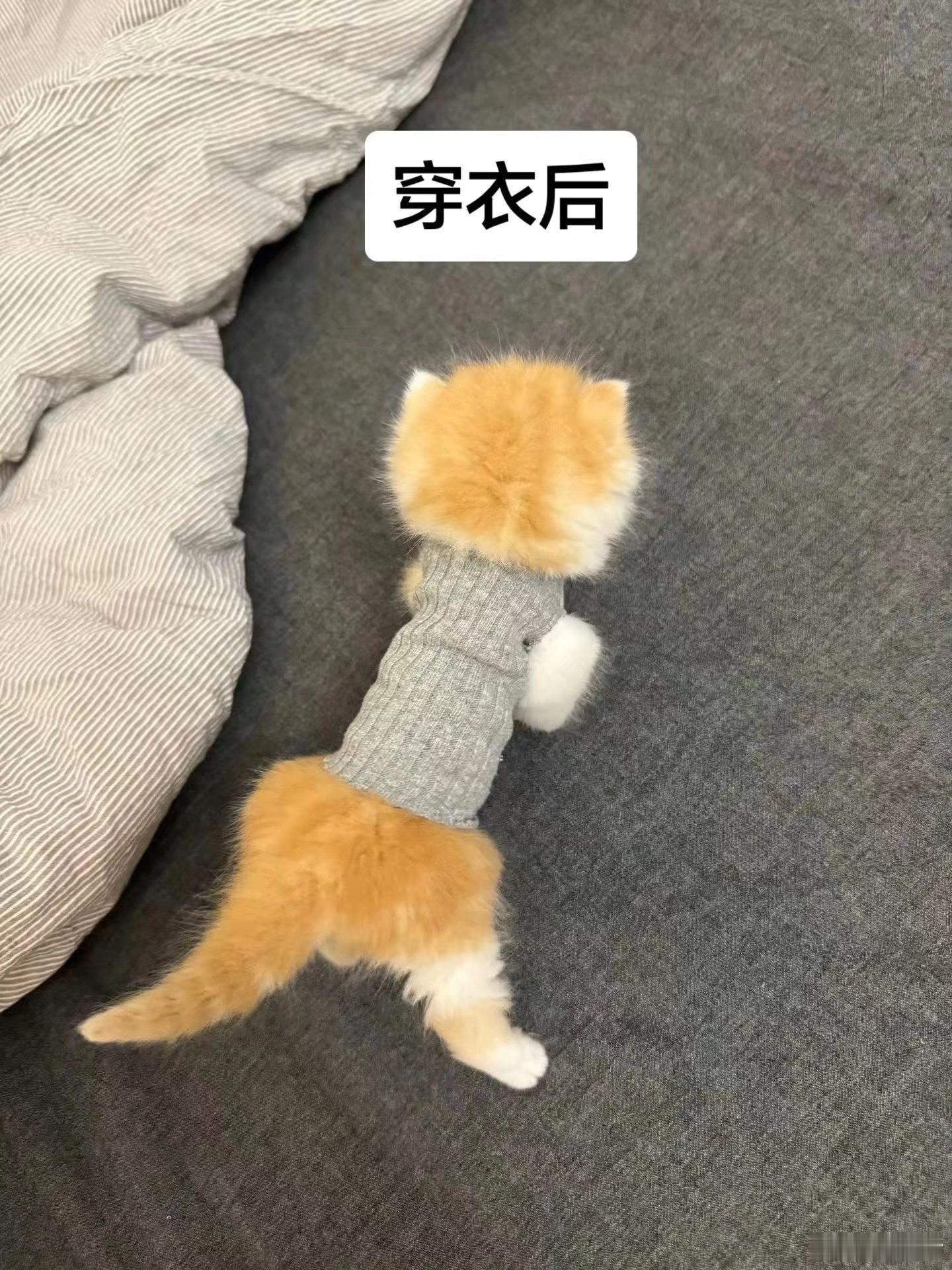 小猫是虚胖 