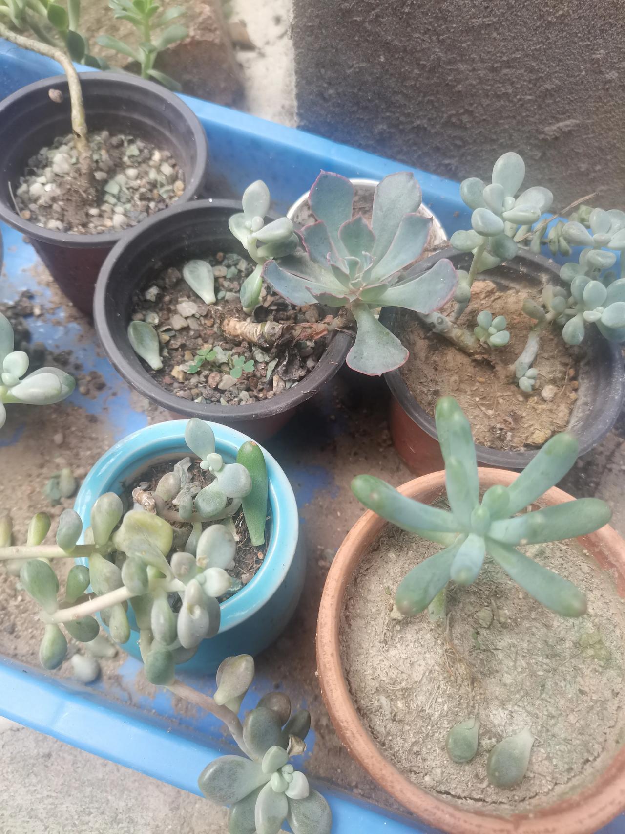 我种的多肉植物，有几个品种，这两年都没管它，没想到长成这样子了，网友说不用管它会